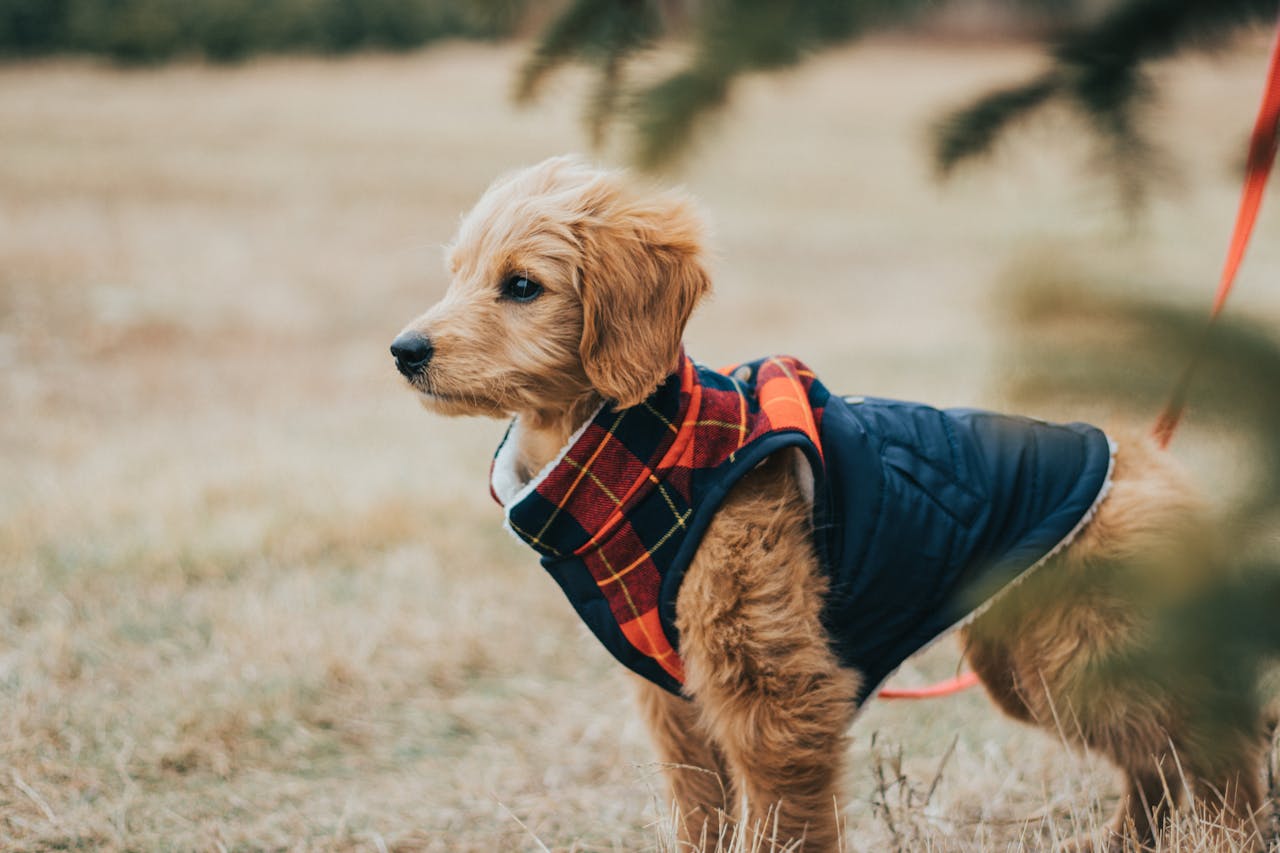 Dog in a harness