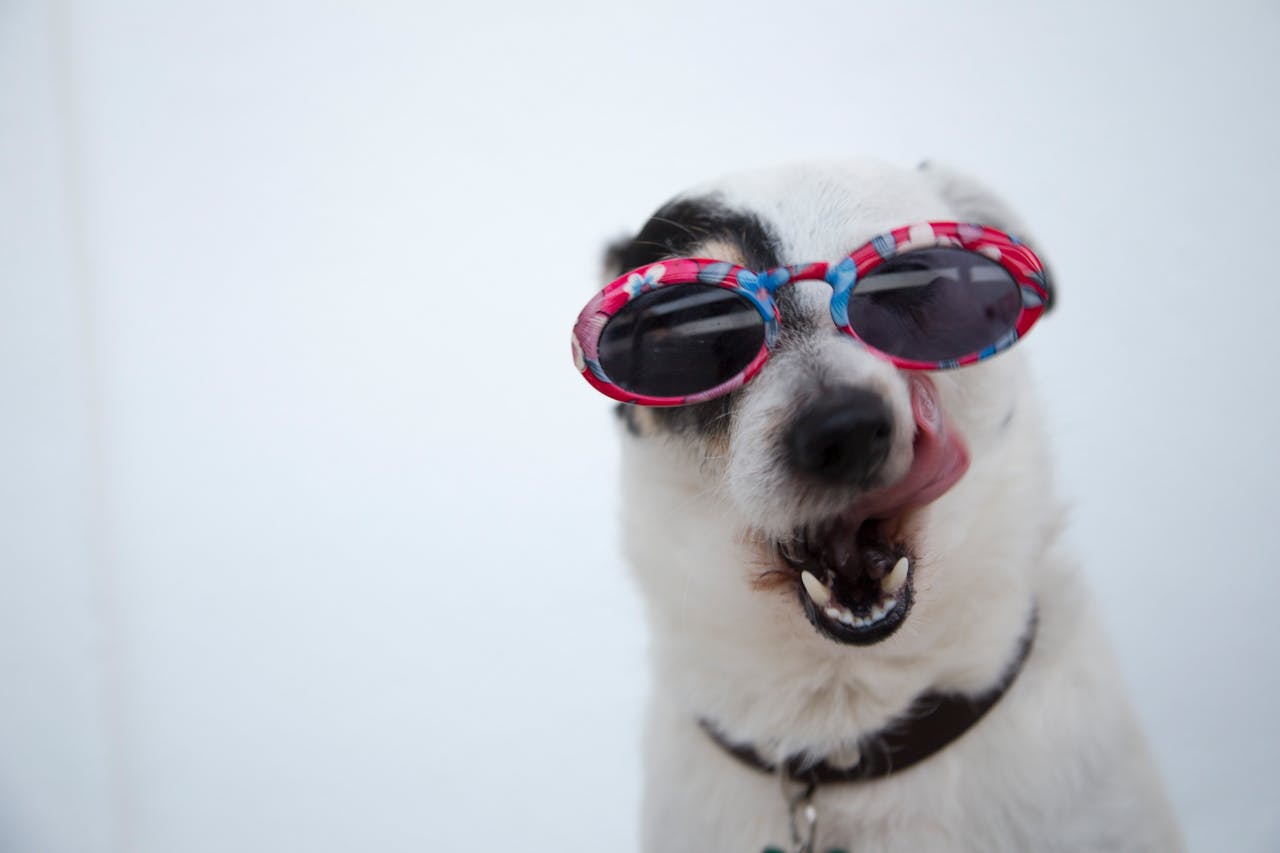 humor dog with glasses